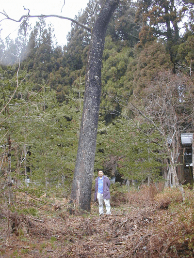 娘が生まれたら桐を植えるってホント？！ | 雪駄 下駄 草履 浅草老舗